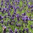 Levandule úzkolistá 'Aromatico Early Blue' - Lavandula angustifolia 'Aromatico Early Blue'