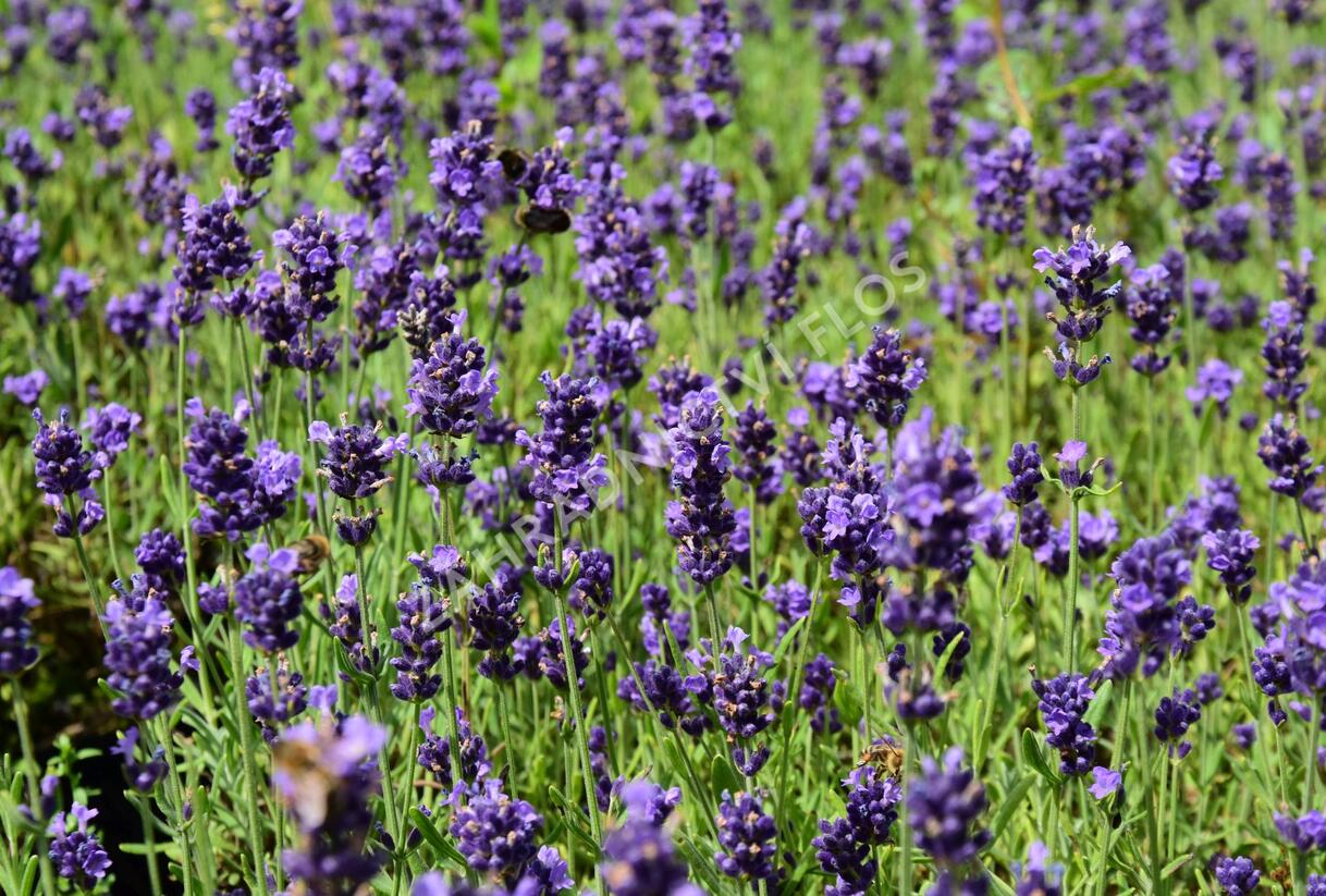 Levandule úzkolistá 'Aromatico Early Blue' - Lavandula angustifolia 'Aromatico Early Blue'