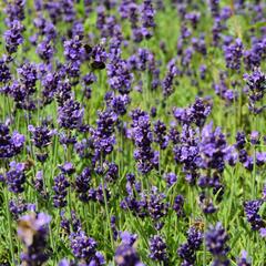 Levandule úzkolistá 'Aromatico Early Blue' - Lavandula angustifolia 'Aromatico Early Blue'