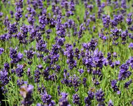Levandule úzkolistá 'Aromatico Early Blue'
