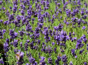 Levandule úzkolistá 'Aromatico Early Blue' - Lavandula angustifolia 'Aromatico Early Blue'