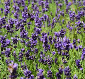 Levandule úzkolistá 'Aromatico Early Blue' - Lavandula angustifolia 'Aromatico Early Blue'