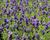 Levandule úzkolistá 'Aromatico Early Blue'