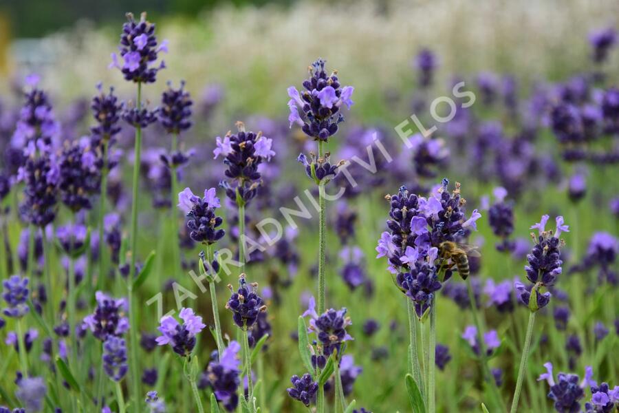 Levandule úzkolistá 'Aromatico Early Blue' - Lavandula angustifolia 'Aromatico Early Blue'