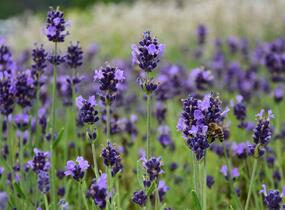 Levandule úzkolistá 'Aromatico Early Blue' - Lavandula angustifolia 'Aromatico Early Blue'