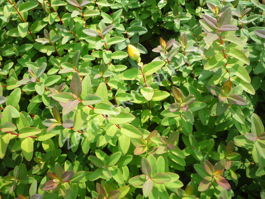 Třezalka 'Peter Dummer' - Hypericum dummeri 'Peter Dummer'