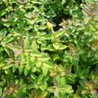 Třezalka 'Peter Dummer' - Hypericum dummeri 'Peter Dummer'