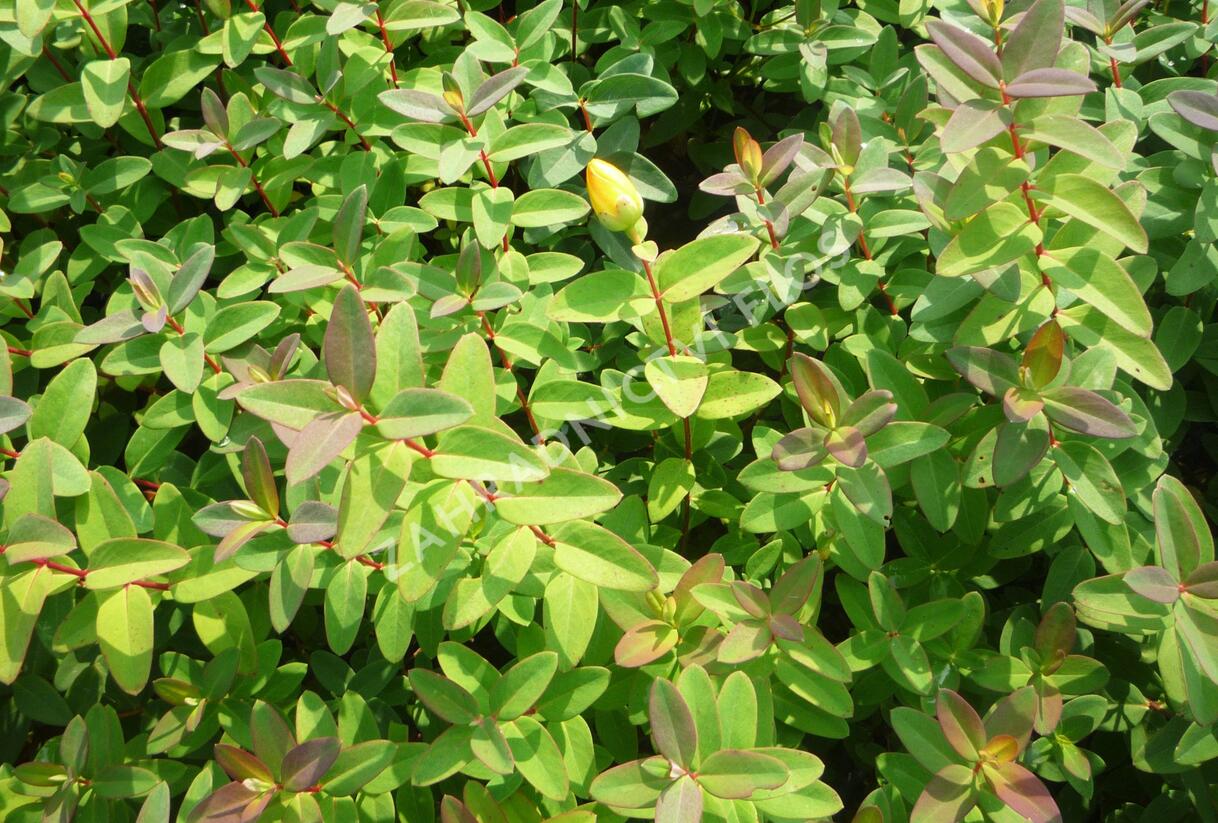 Třezalka 'Peter Dummer' - Hypericum dummeri 'Peter Dummer'