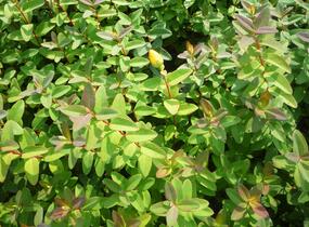 Třezalka 'Peter Dummer' - Hypericum dummeri 'Peter Dummer'