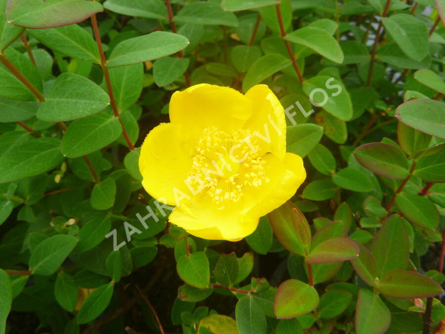 Třezalka 'Peter Dummer' - Hypericum dummeri 'Peter Dummer'