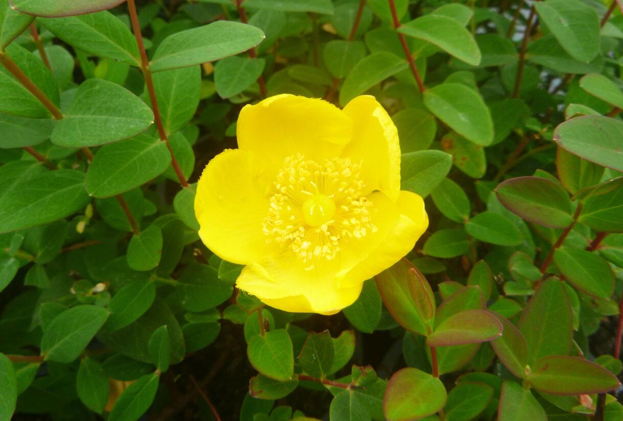 Třezalka 'Peter Dummer' - Hypericum dummeri 'Peter Dummer'
