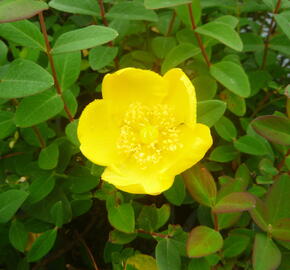 Třezalka 'Peter Dummer' - Hypericum dummeri 'Peter Dummer'