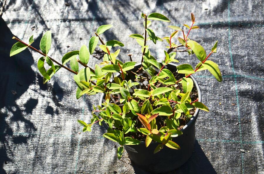 Třezalka 'Peter Dummer' - Hypericum dummeri 'Peter Dummer'