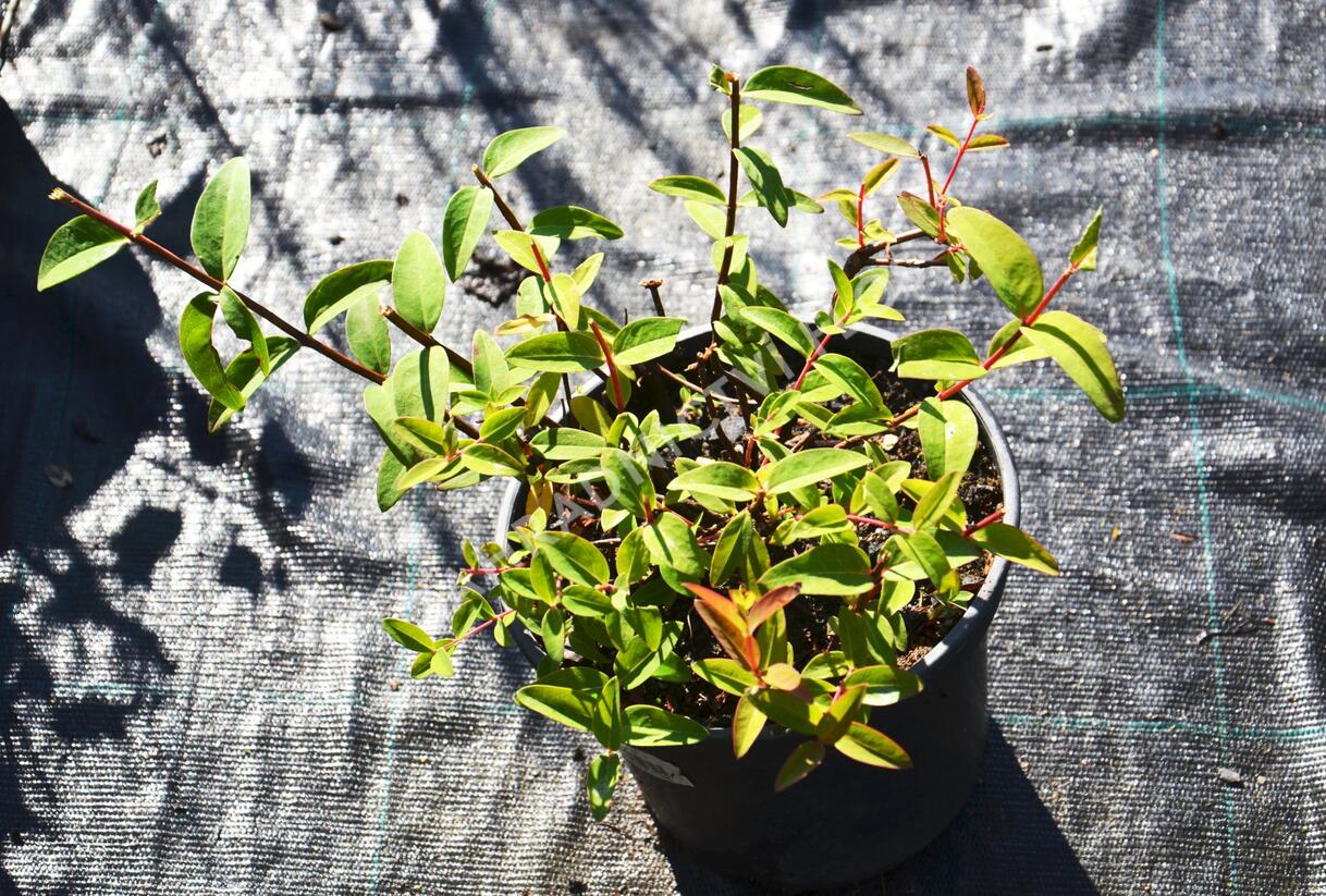 Třezalka 'Peter Dummer' - Hypericum dummeri 'Peter Dummer'