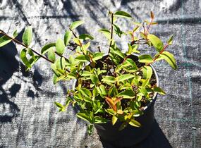 Třezalka 'Peter Dummer' - Hypericum dummeri 'Peter Dummer'