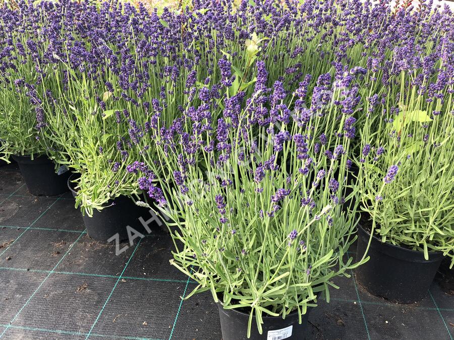 Levandule úzkolistá 'Aromatico Blue' - Lavandula angustifolia 'Aromatico Blue'