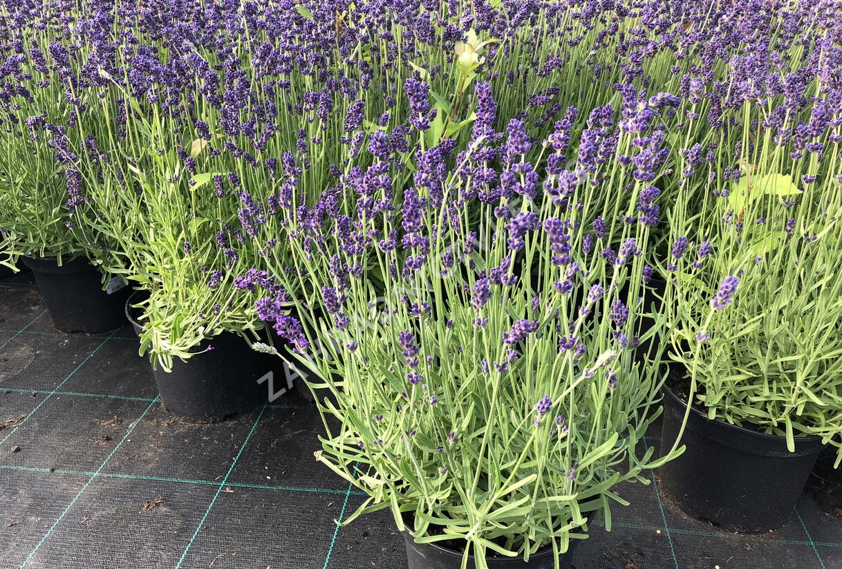 Levandule úzkolistá 'Aromatico Blue' - Lavandula angustifolia 'Aromatico Blue'