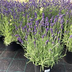 Levandule úzkolistá 'Aromatico Blue' - Lavandula angustifolia 'Aromatico Blue'