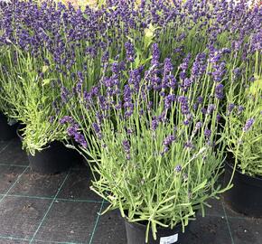 Levandule úzkolistá 'Aromatico Blue' - Lavandula angustifolia 'Aromatico Blue'