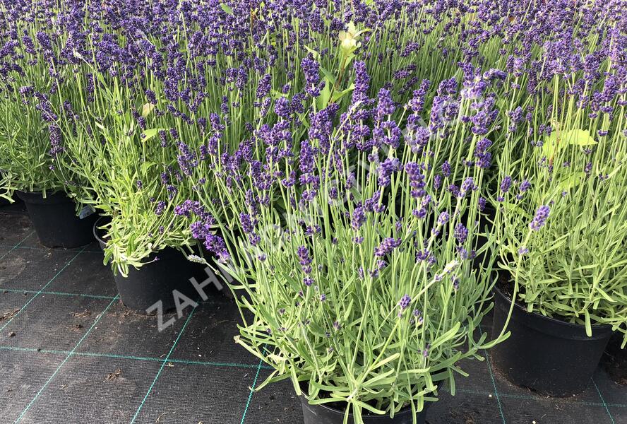 Levandule úzkolistá 'Aromatico Blue' - Lavandula angustifolia 'Aromatico Blue'