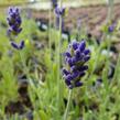 Levandule úzkolistá 'Aromatico Blue' - Lavandula angustifolia 'Aromatico Blue'