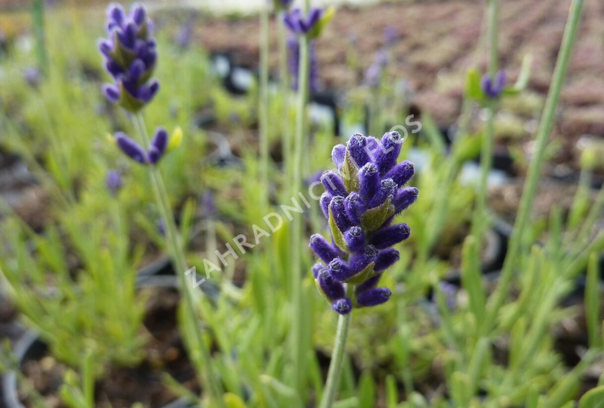 Levandule úzkolistá 'Aromatico Blue' - Lavandula angustifolia 'Aromatico Blue'