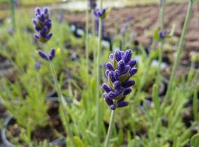 Levandule úzkolistá 'Aromatico Blue' - Lavandula angustifolia 'Aromatico Blue'