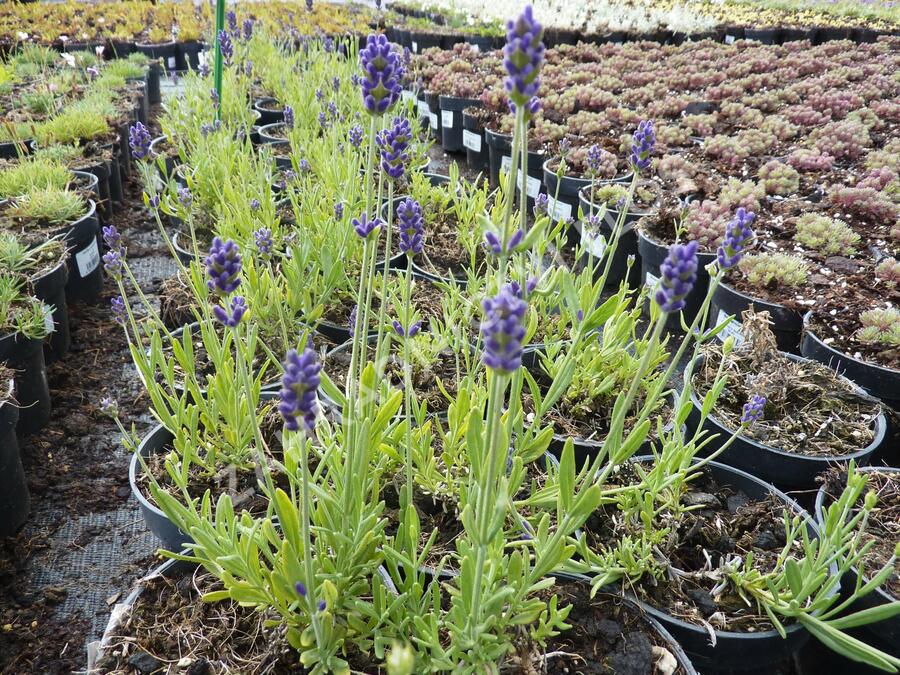 Levandule úzkolistá 'Aromatico Blue' - Lavandula angustifolia 'Aromatico Blue'