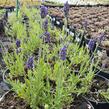 Levandule úzkolistá 'Aromatico Blue' - Lavandula angustifolia 'Aromatico Blue'