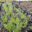 Levandule úzkolistá 'Aromatico Blue' - Lavandula angustifolia 'Aromatico Blue'