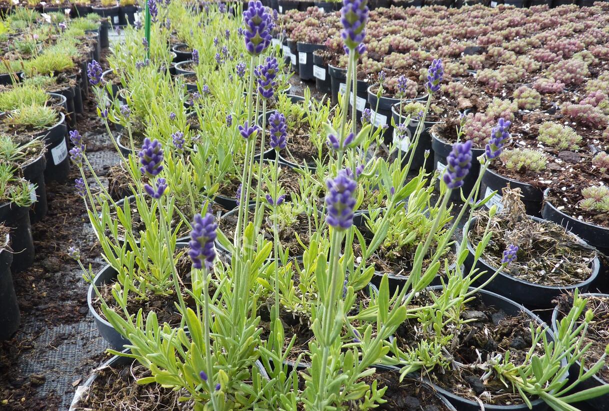 Levandule úzkolistá 'Aromatico Blue' - Lavandula angustifolia 'Aromatico Blue'