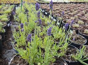 Levandule úzkolistá 'Aromatico Blue' - Lavandula angustifolia 'Aromatico Blue'