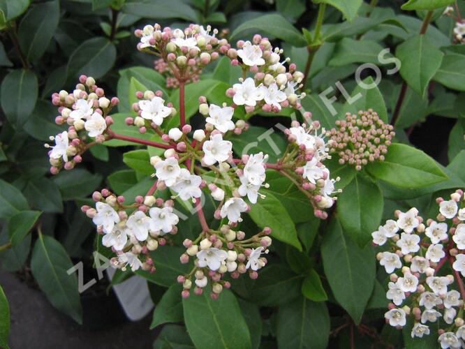 Kalina vavřínová - Viburnum tinus