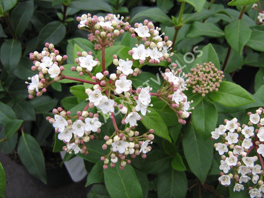 Kalina vavřínová - Viburnum tinus