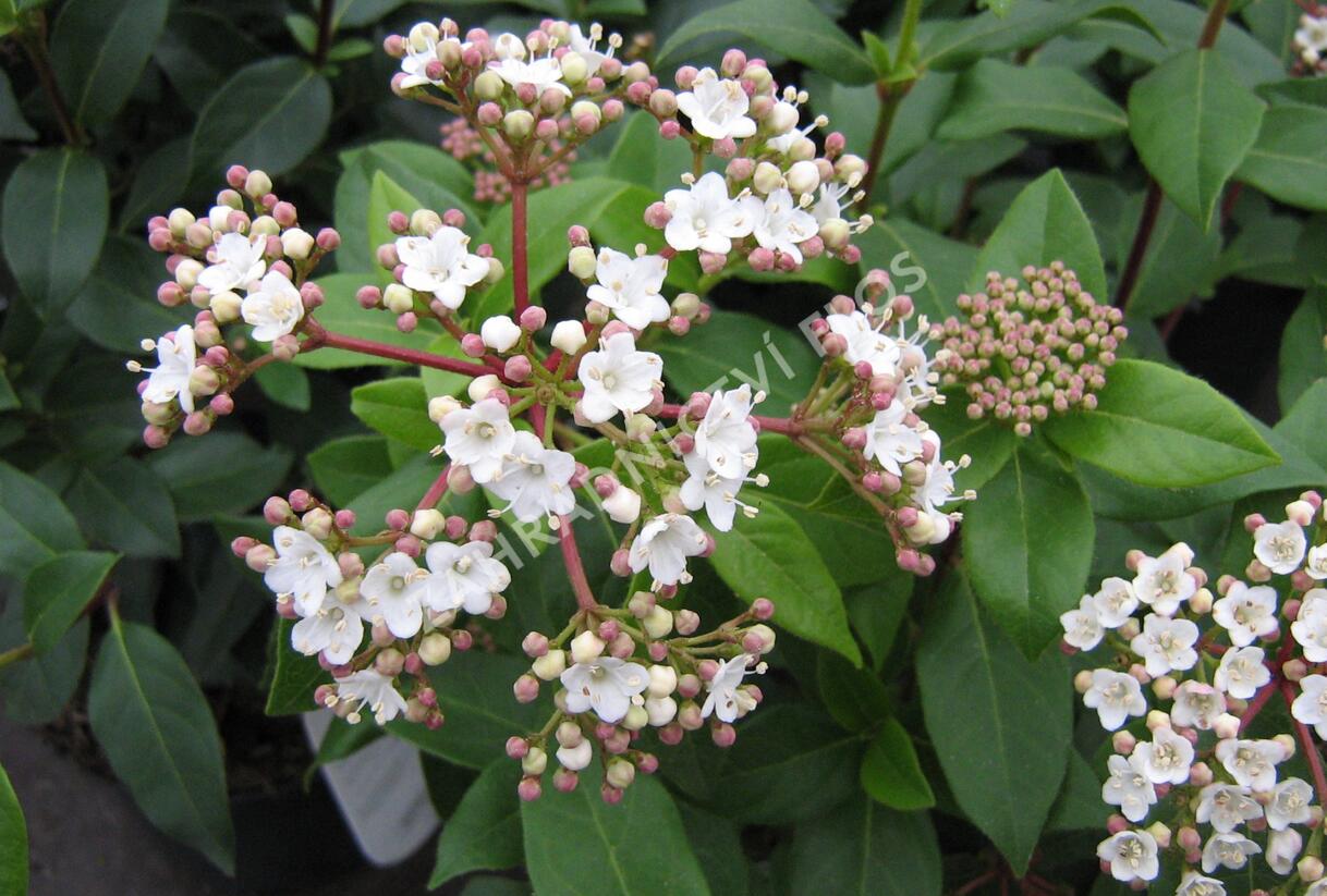 Kalina vavřínová - Viburnum tinus