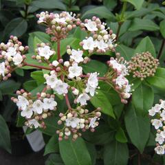 Kalina vavřínová - Viburnum tinus