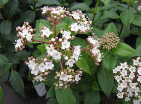Kalina vavřínová - Viburnum tinus