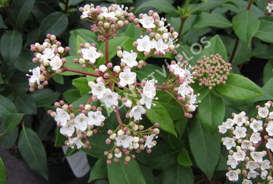 Kalina vavřínová - Viburnum tinus