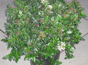 Kalina vavřínová - Viburnum tinus