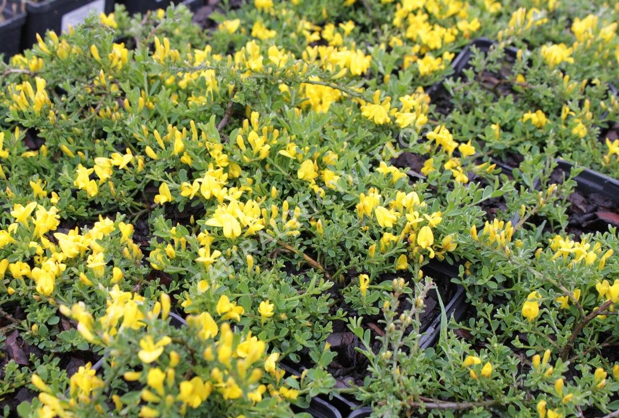 Kručinka chlupatá 'Minor' - Genista pilosa 'Minor'