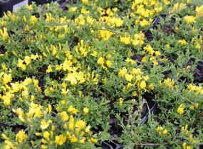 Kručinka chlupatá 'Minor' - Genista pilosa 'Minor'