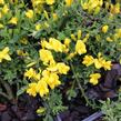 Kručinka chlupatá 'Minor' - Genista pilosa 'Minor'