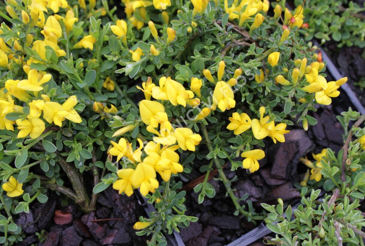 Kručinka chlupatá 'Minor' - Genista pilosa 'Minor'