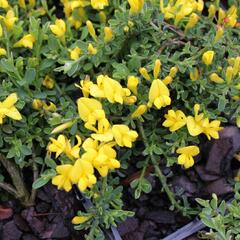 Kručinka chlupatá 'Minor' - Genista pilosa 'Minor'