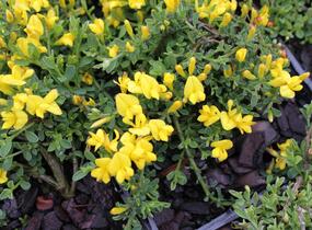Kručinka chlupatá 'Minor' - Genista pilosa 'Minor'