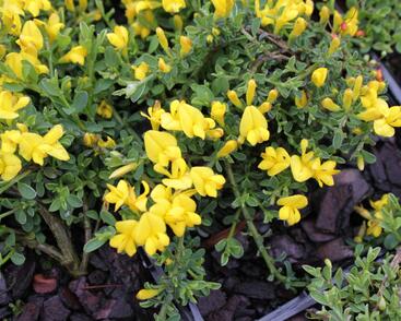 Kručinka chlupatá 'Minor'