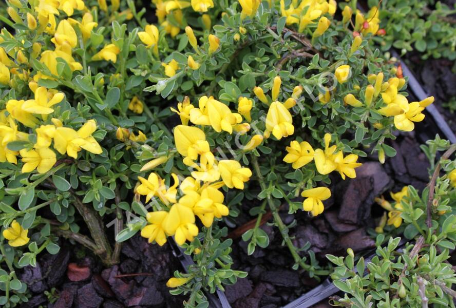 Kručinka chlupatá 'Minor' - Genista pilosa 'Minor'