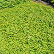 Tavolník poléhavý - Spiraea decumbens