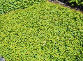 Tavolník poléhavý - Spiraea decumbens