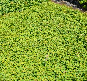 Tavolník poléhavý - Spiraea decumbens